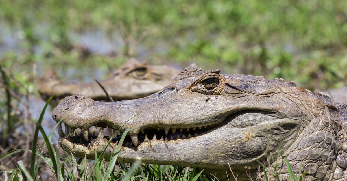 Free stock photo of caiman llanero, Crocodile, crocodylus intermedius