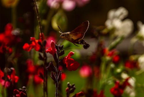 Close-up of Hummingbird Hawk-Moth Flying and Red Flowers 