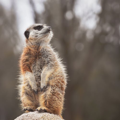 Fotos de stock gratuitas de animal, fauna, fotografía de animales