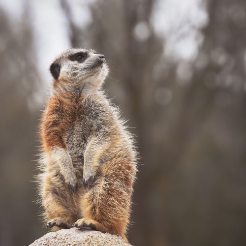 Free A meerkat (Suricata suricatta) stands on a rock looking vigilant in a natural setting. Stock Photo