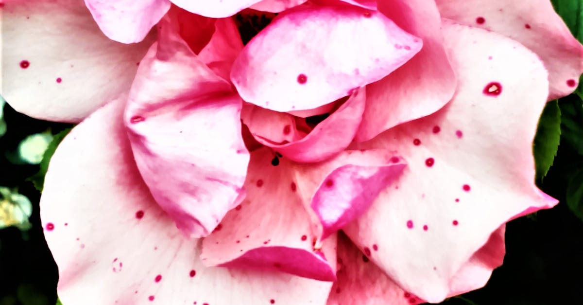 Free stock photo of beautiful flowers, pink, pink roses