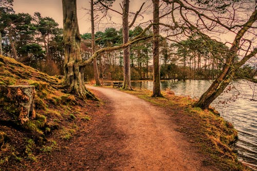 Fotografie Von Bäumen Im Wald