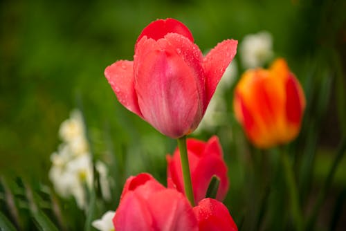 Photos gratuites de délicat, fermer, fleurs