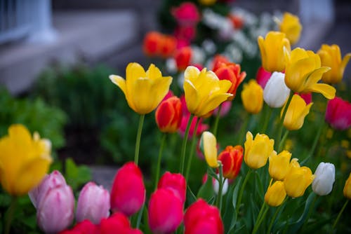 Blooming Tulips on the Garden