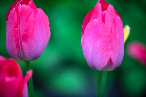 Foto stok gratis berkembang, berwarna merah muda, bunga tulip
