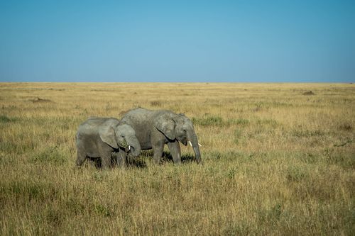 Free Two African elephants roaming the vast grasslands of Tanzania's Serengeti under a clear blue sky. Stock Photo