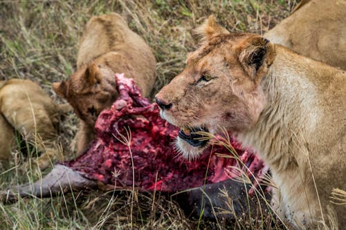 Lions Eating Meat on the Grass