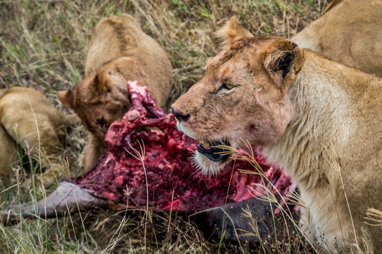 Lions Eating Meat On The Grass