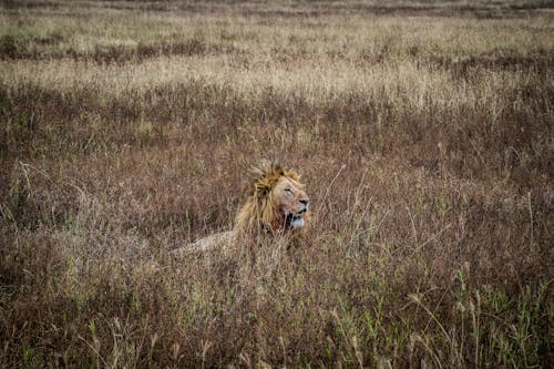 Lion on Brown Grass Field