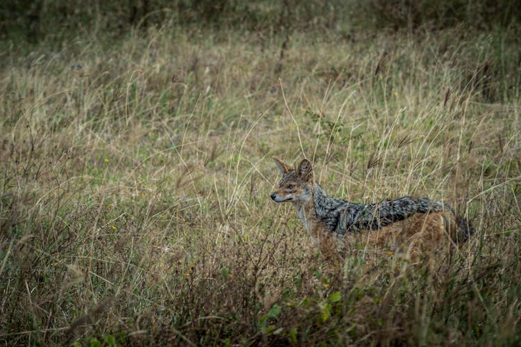 A Jackal On The Grassland