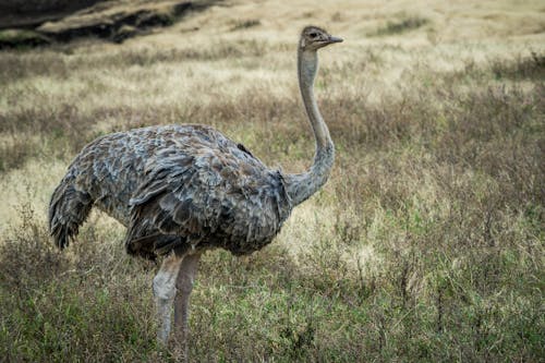 An Ostrich on the Grassland