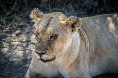 Close-Up Photo of a Lioness