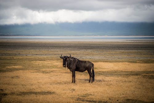 Darmowe zdjęcie z galerii z dzika przyroda, fotografia zwierzęcia, gnu