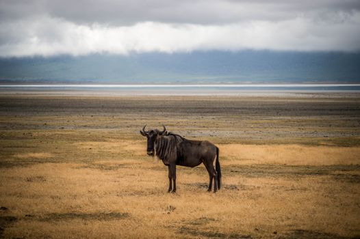 Ngorongoro Crater day — Serengeti