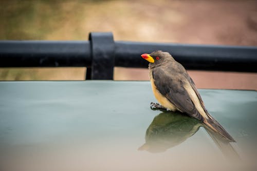 Free stock photo of african wildlife, birds, ngorongoro crater