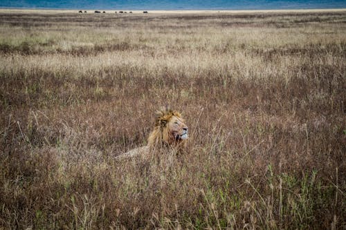 Free A Lion in a Field Stock Photo