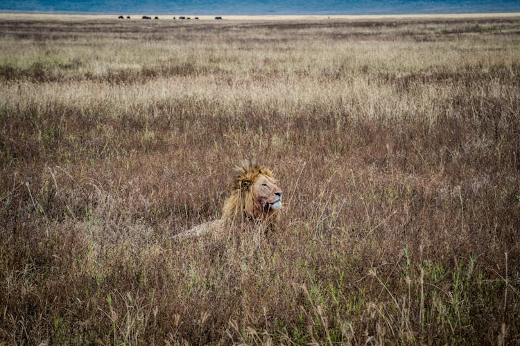 A Lion In A Field