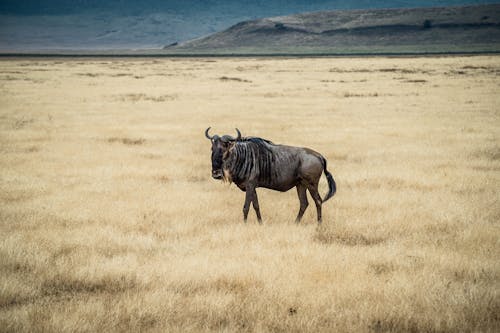 Wildebeest Standing on Grassland