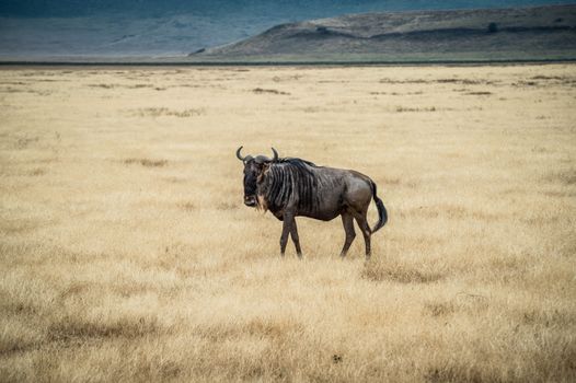 Ngorongoro Crater day — Serengeti