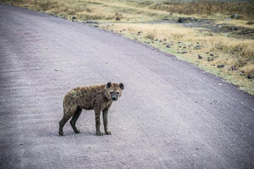 A Hyena on a Dirt Road 