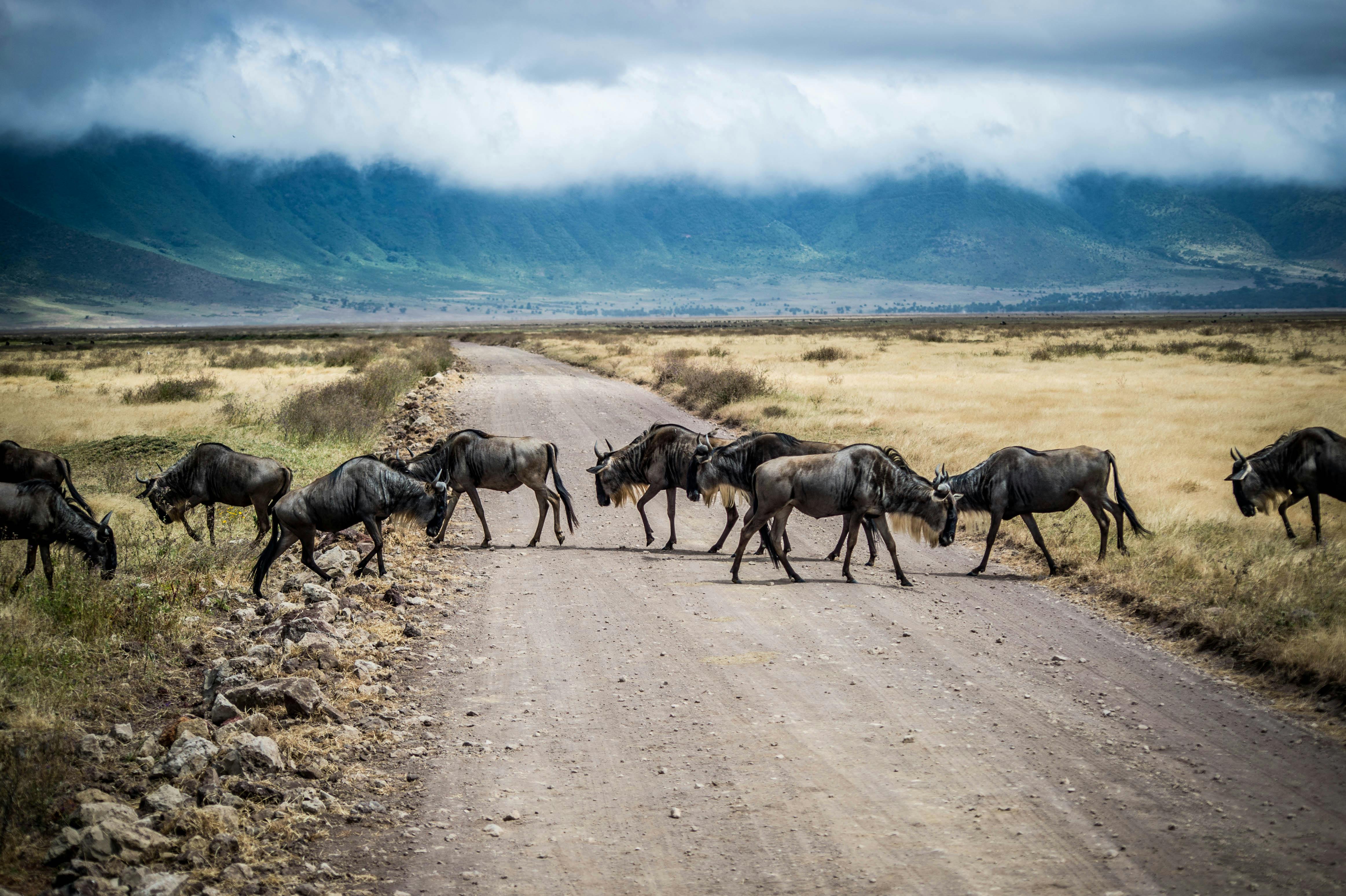 A herd of wildebeests crossing a dirt road in the Ngorongoro Crater, Tanzania, under a cloudy sky.