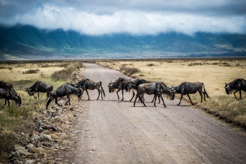 Photo of Wildebeests Crossing a Road