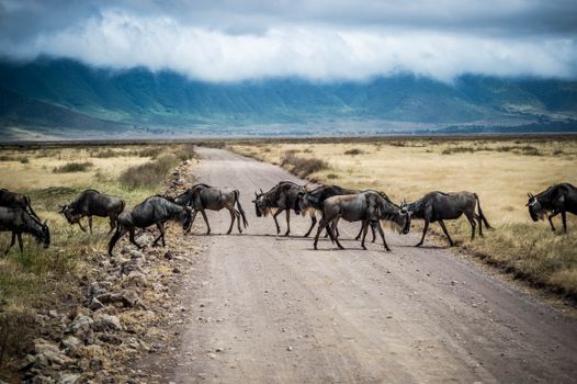 Ngorongoro Crater day — Serengeti