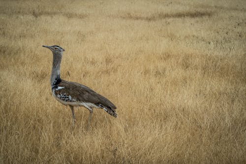 Free White and Black Bird on Brown Grass Field Stock Photo