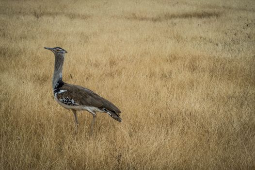 White and Black Bird on Brown Grass Field
