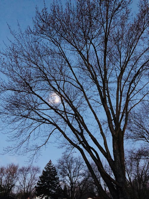 Foto d'estoc gratuïta de arbre, Cel fosc, hivern