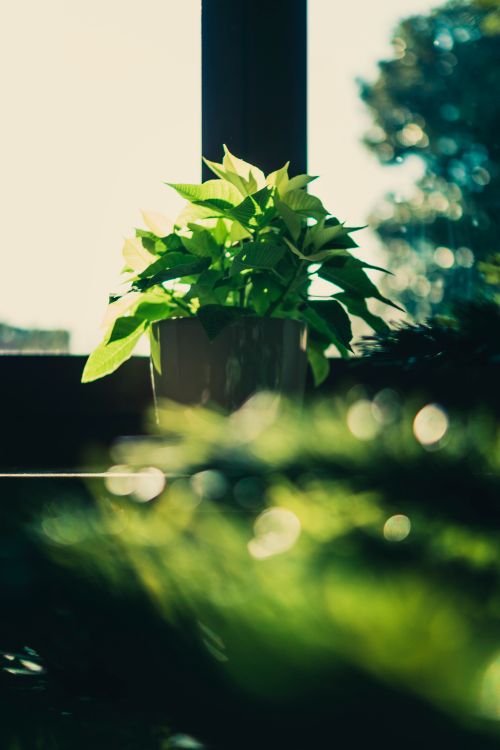 Free A sunlit potted plant with vibrant green leaves on a windowsill, featuring a soft bokeh background. Stock Photo