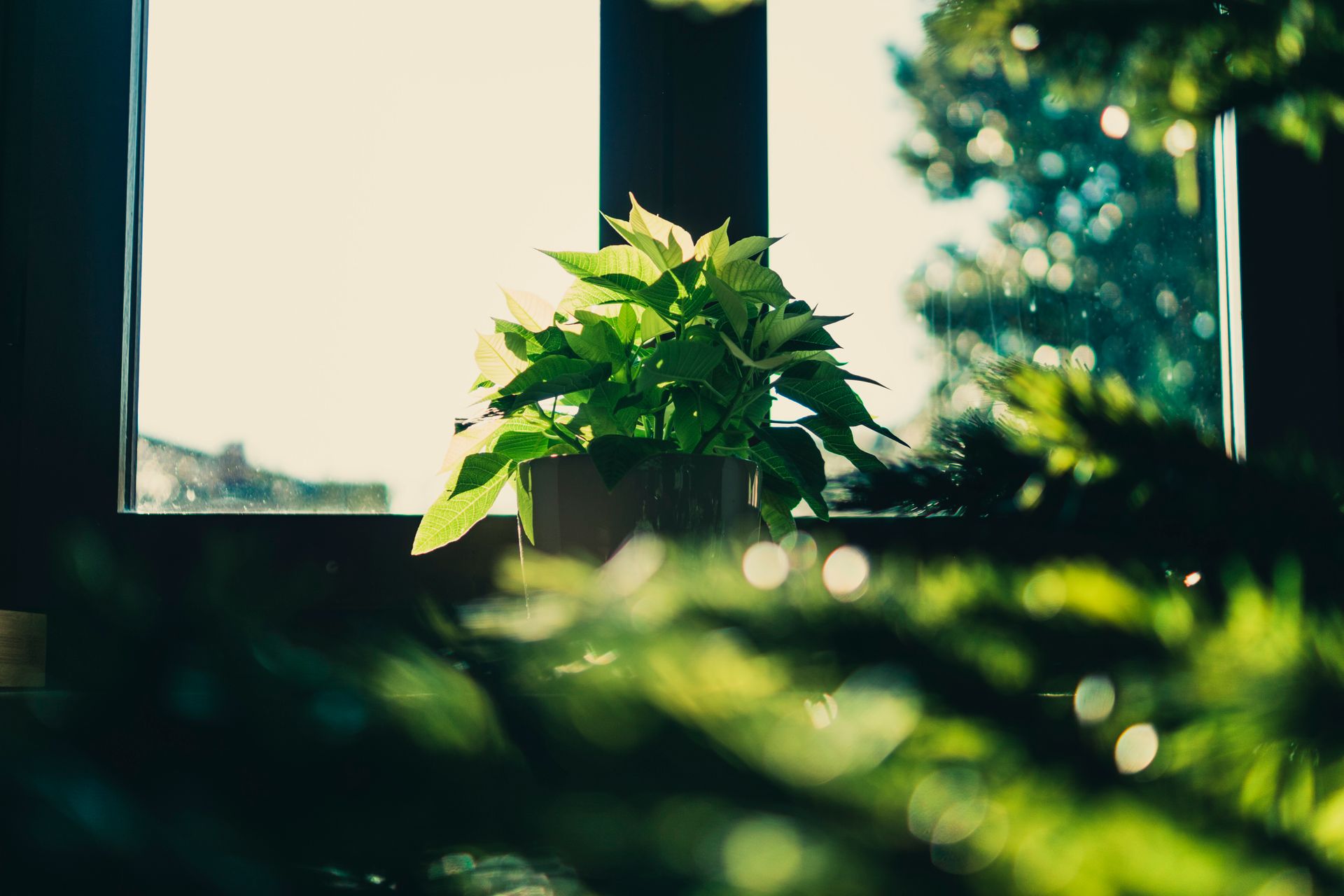 A vibrant green plant basking in sunlight near a window, with beautiful bokeh effect.