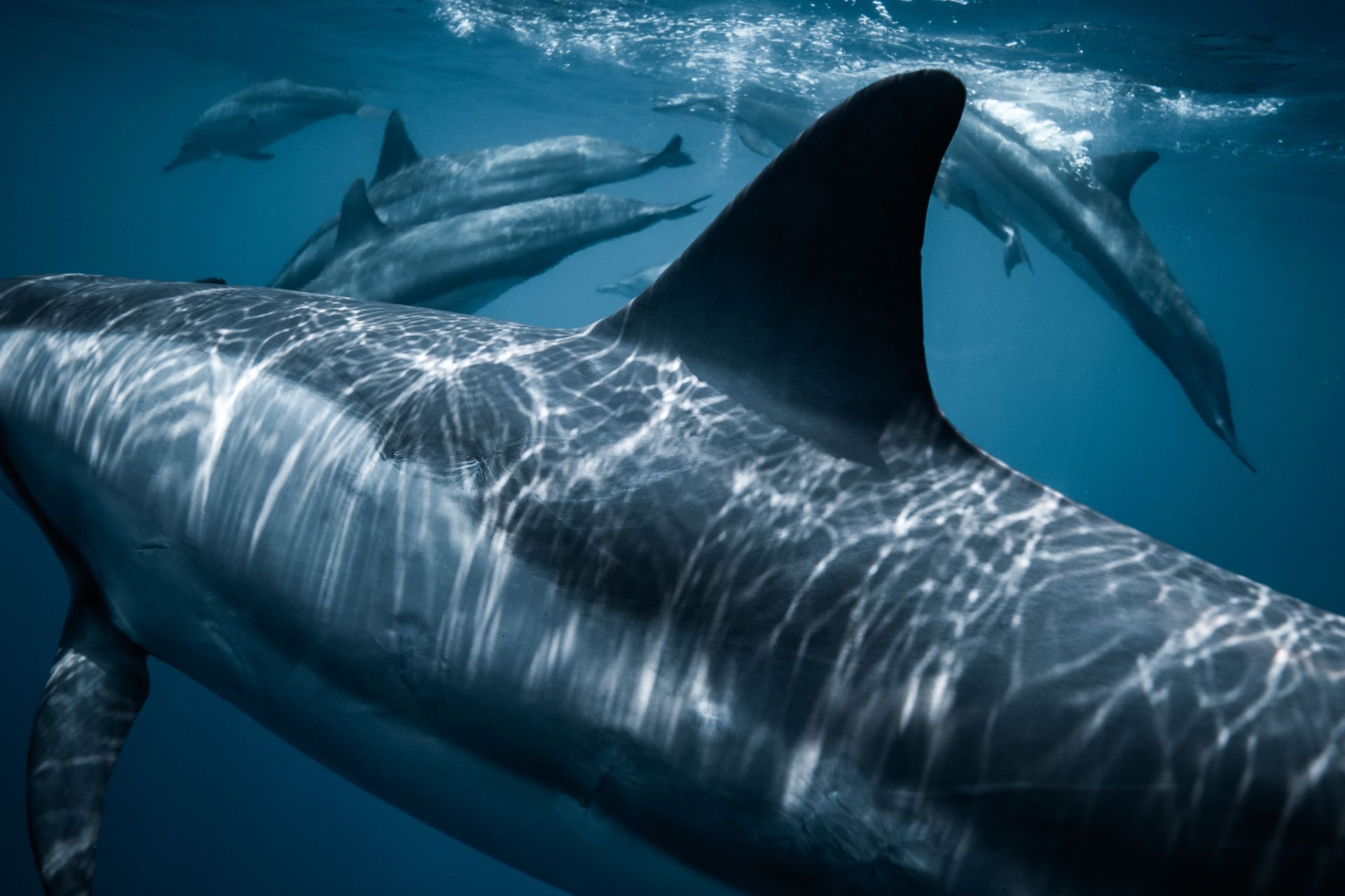 Dolphins Swimming in the Ocean