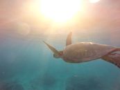 Brown Turtle in Water