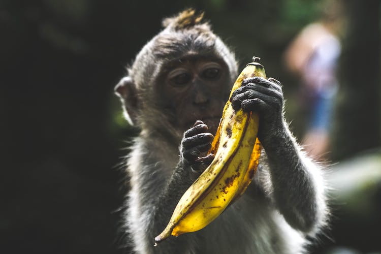 Brown Monkey Holding Banana Fruit