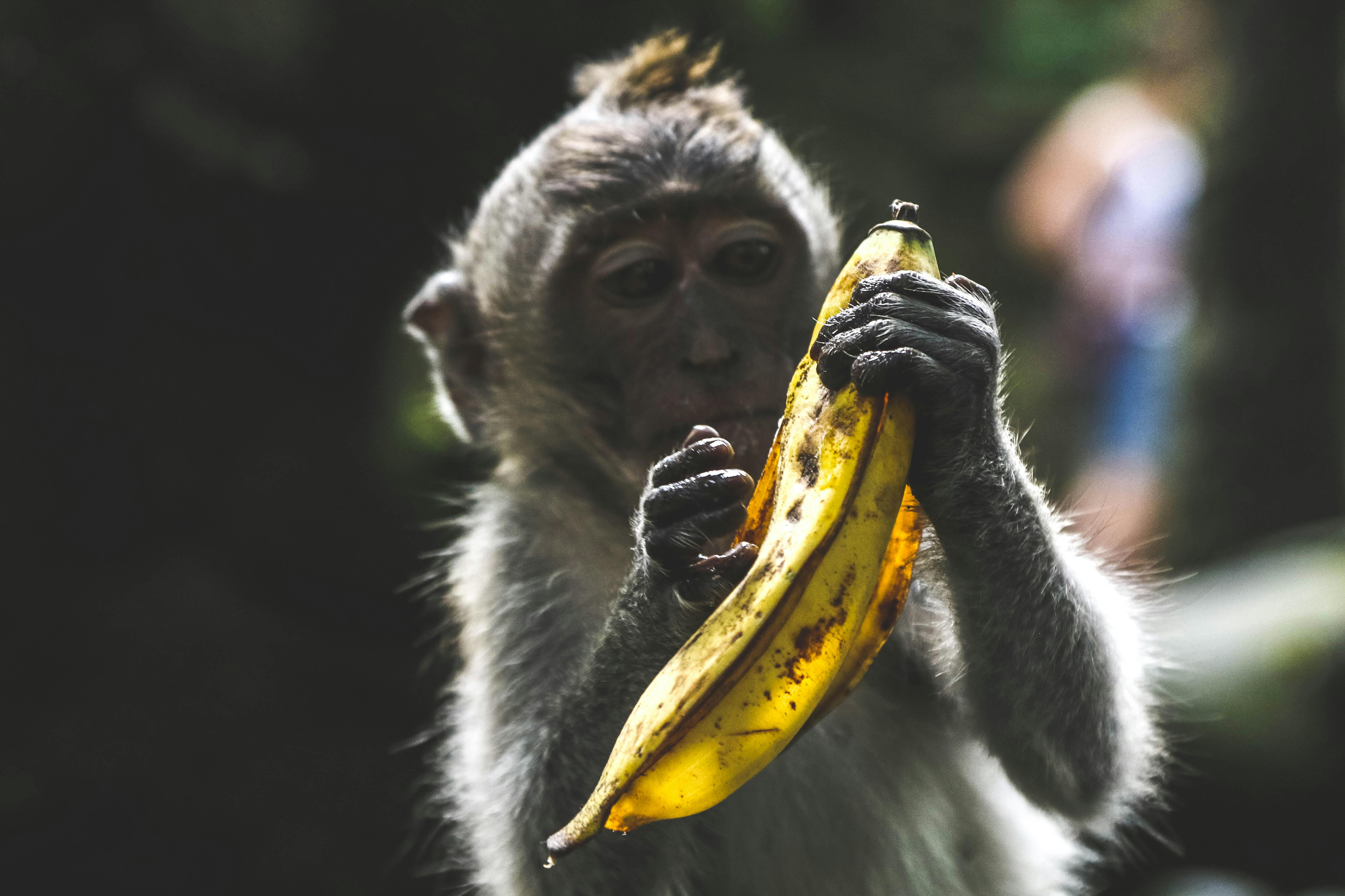 Monkey Banana Download - You need to put the monkey on the correct