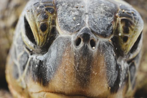 Close-Up Shot of Turtle Face