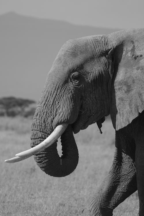 ฟรี คลังภาพถ่ายฟรี ของ ขาวดำ, งาช้าง, ช้าง คลังภาพถ่าย