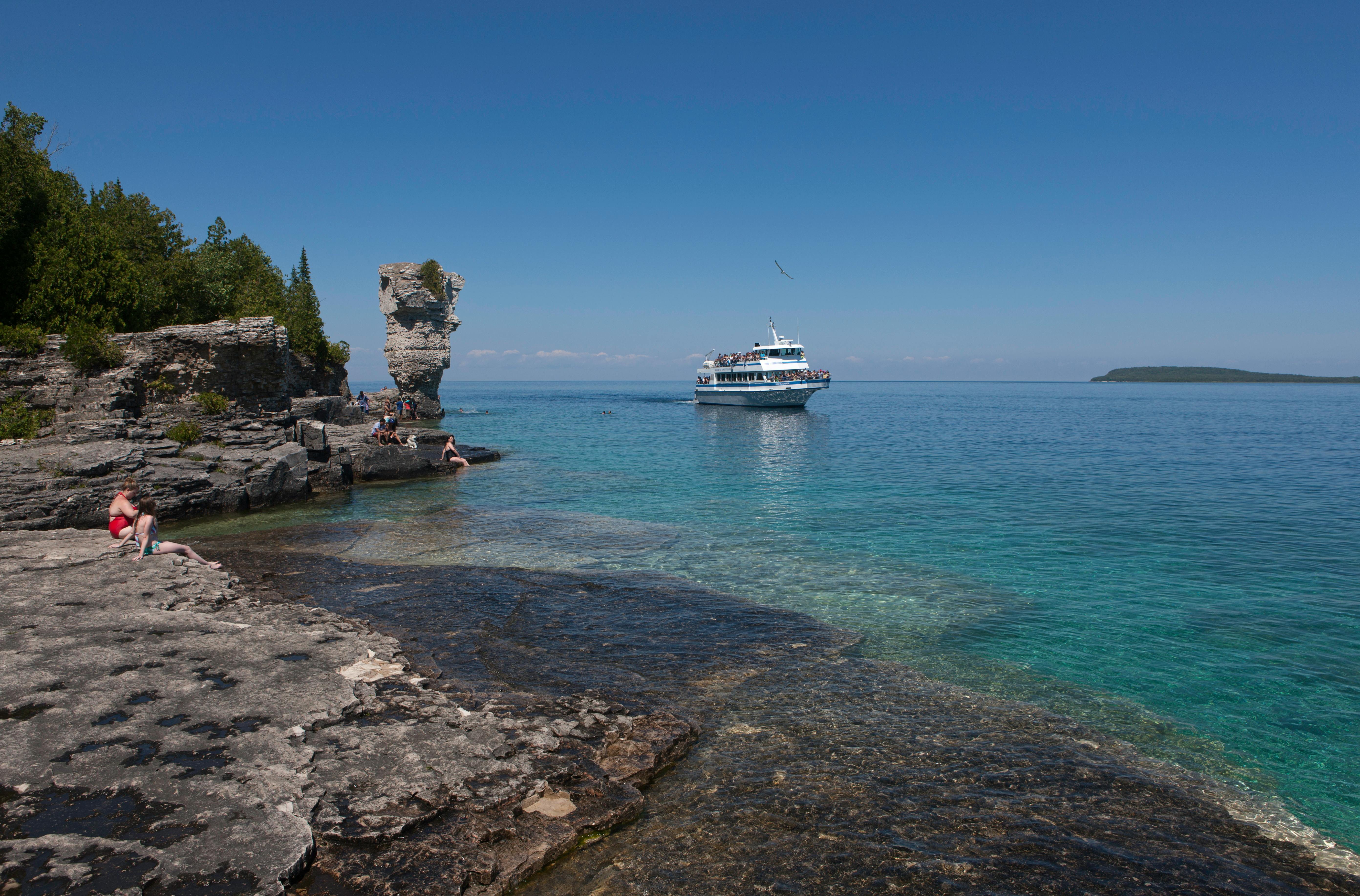 キングペンギン, サウスジョージア島, フォルトゥーナベイの無料の写真素材