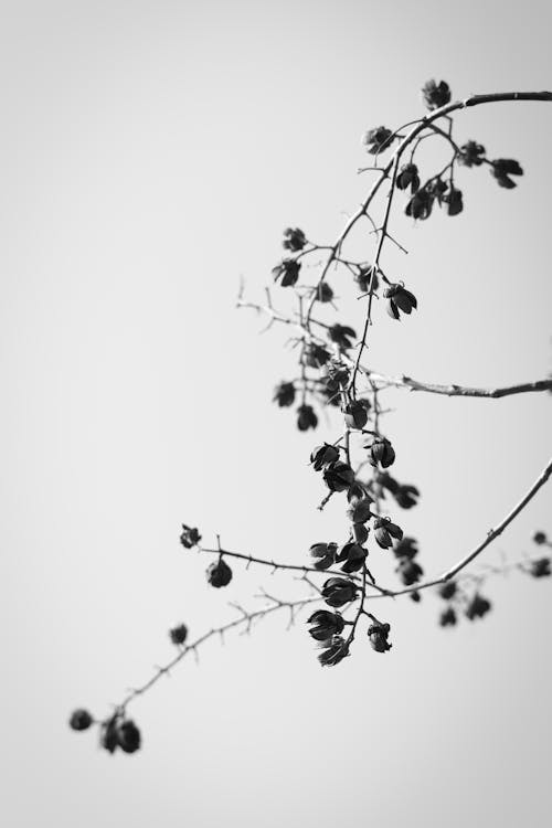 Tree branch with blooming flowers on light background