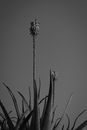 From below black and white of high succulent plants with blooming flowers and prickly stems in countryside on gray background