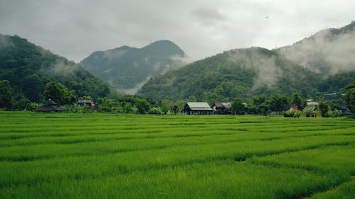 Free Rice Field in the Mountain Valley Stock Photo