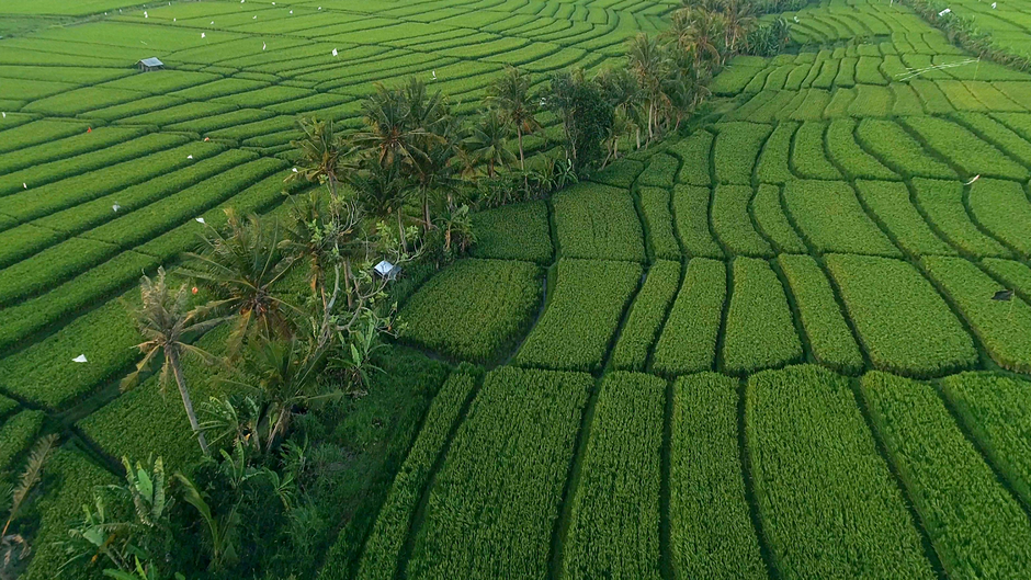 Padi Lembah Ciruas: Ketahanan Pangan Lokal dalam Era Perubahan Iklim