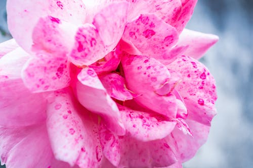 Foto d'estoc gratuïta de creixement, delicat, flor rosa