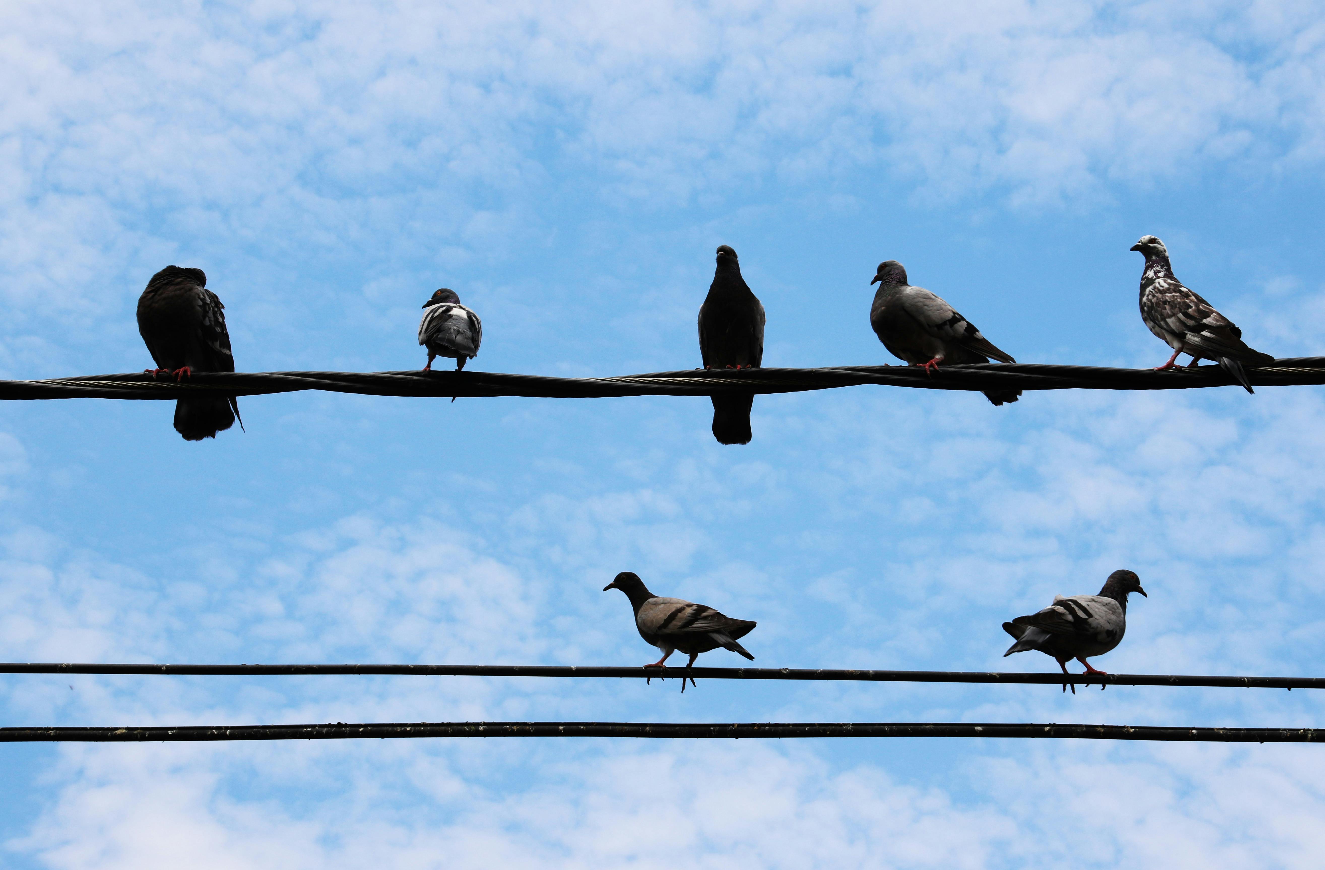 Birds on Electric Wires Under Altocirrus Clouds · Free Stock Photo