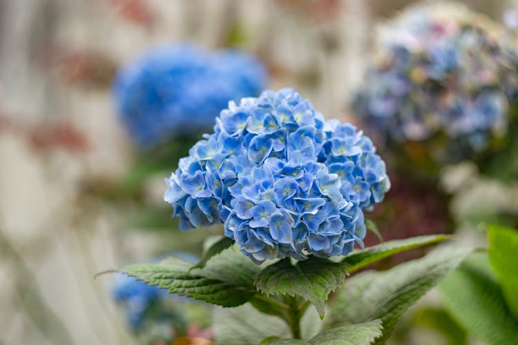 Blue French Hydrangea Flowers 