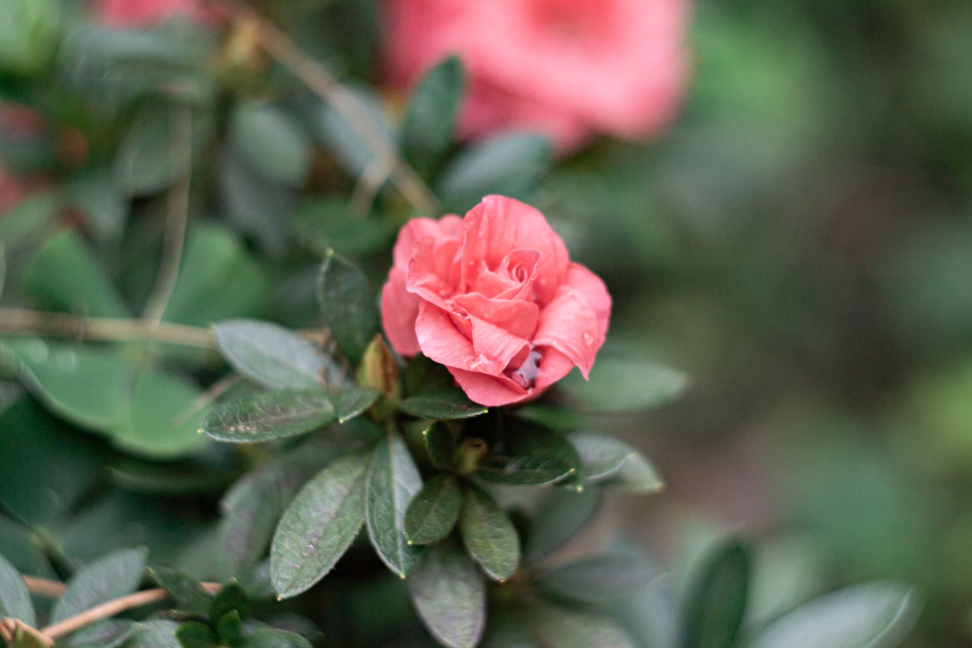 A vibrant pink azalea flower in full bloom surrounded by lush green leaves. Perfect for botanical themes.