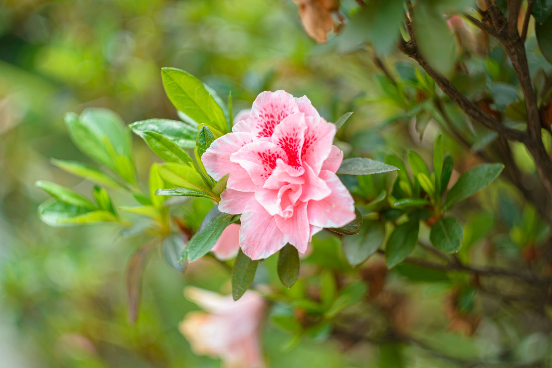Detailed view of a vibrant pink azalea flower amidst green leaves, highlighting floral beauty.