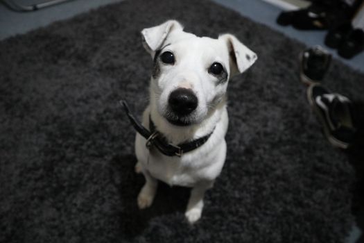 一只可爱的杰克拉塞尔梗犬的特写肖像，坐在室内地毯上