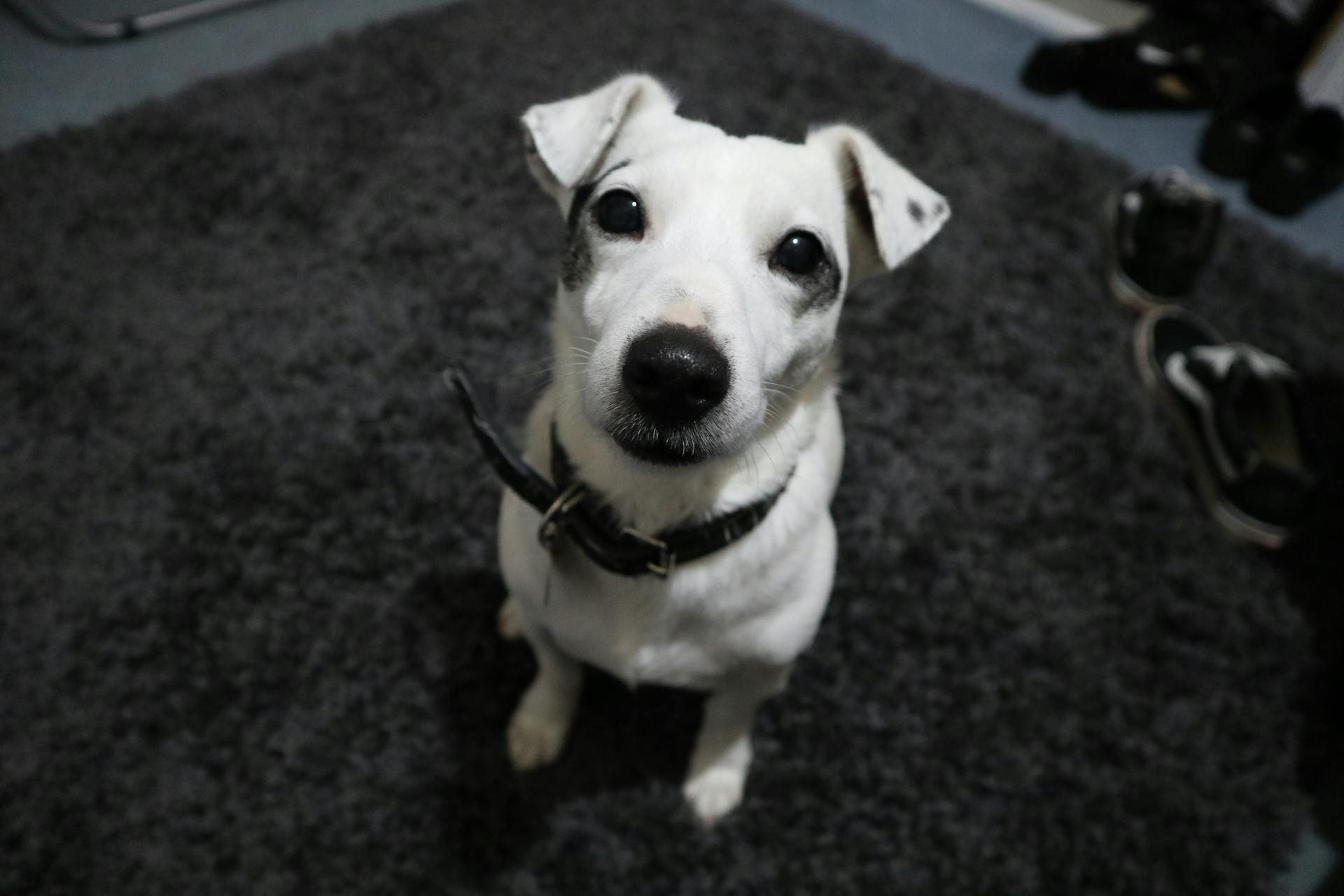 White Jack Russel With Black Collar